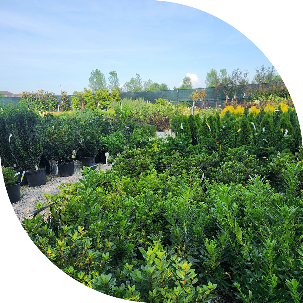 Snow's Contractor Services