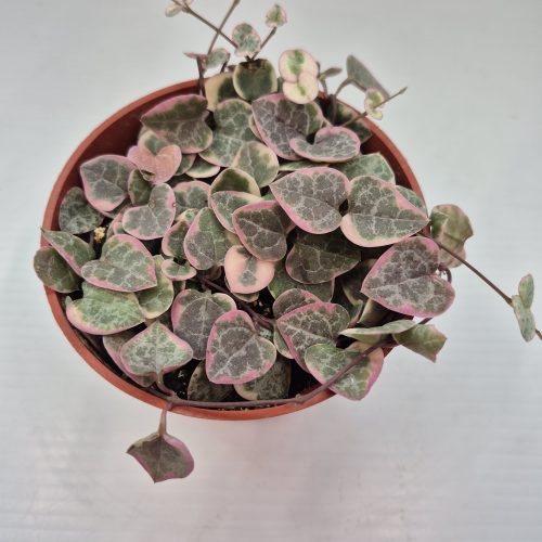 String Of Hearts 4″