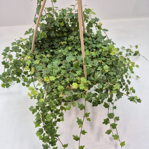 String Of Frogs HB 4.5″