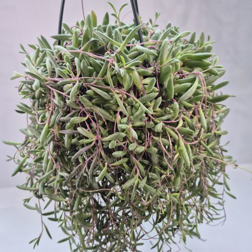 Senecio Ruby Necklace HB 6″