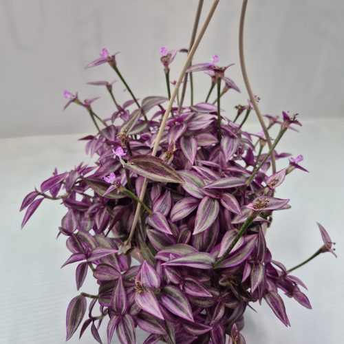 Tradescantia Pink Paradise HB 6″