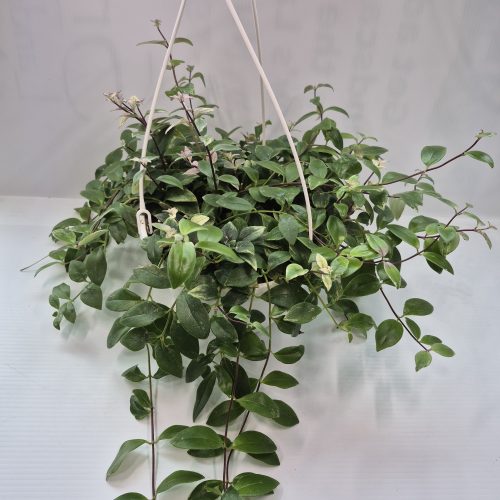 Lipstick Lobbianus HB 8″