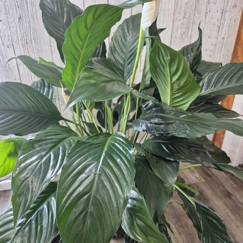 Spath With Spikes 8″