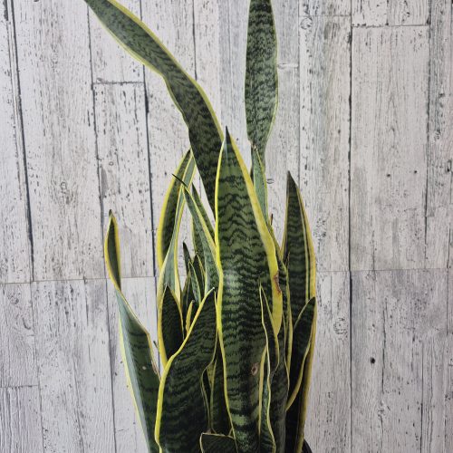 Sans Laurentii 9/10″