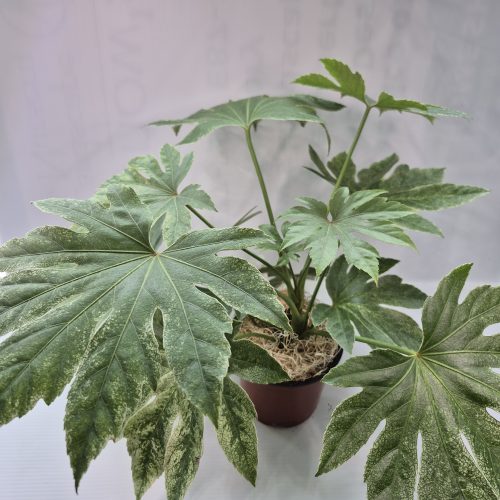 Fatsia “Spiders Web” 6″