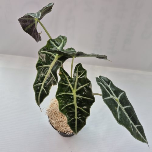 Alocasia “African Mask” 4″
