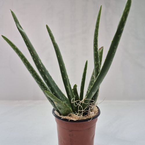 Aloe Vera 4″