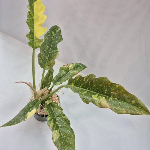 4″ Philo “Ring Of Fire”