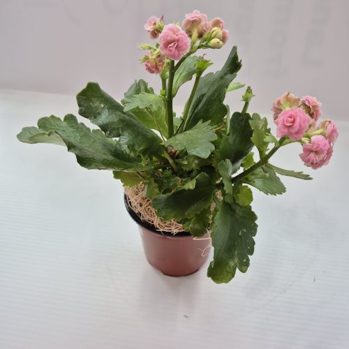 Kalanchoe Pink 4″