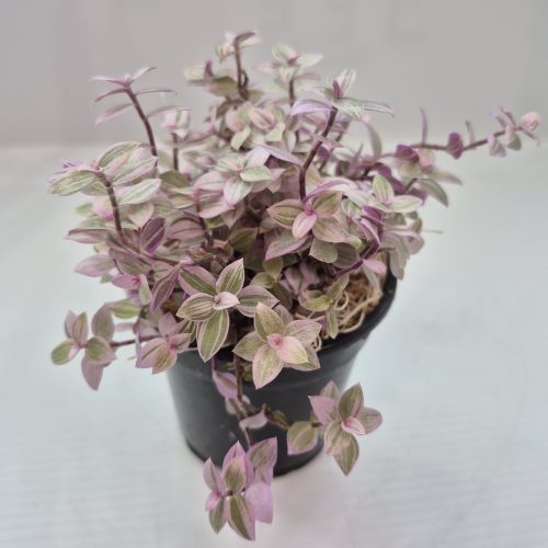 Tradescantia Callisia “Pink Panther” 4″