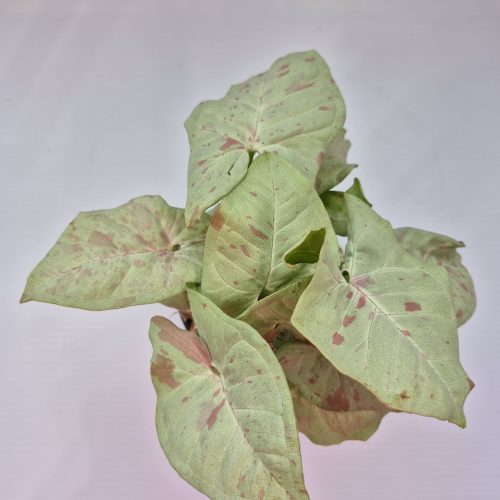 Syngonium “Confetti” 4″