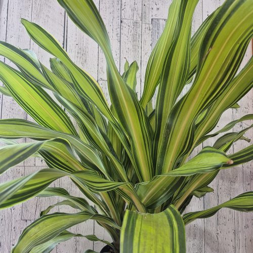 Drac Marley Tip 10″