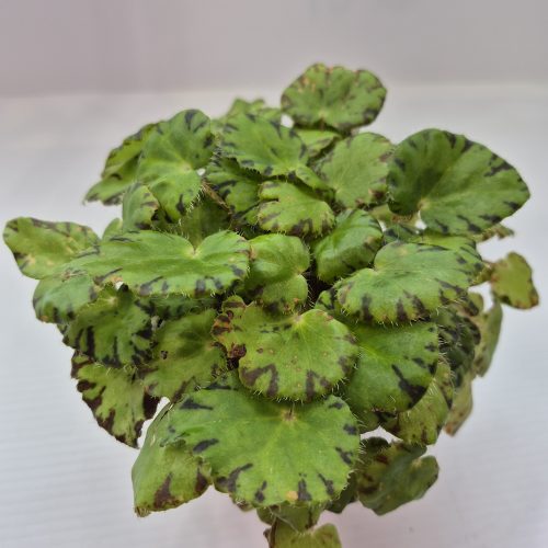 Begonia Tiger Paws 4″