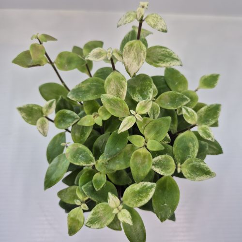 Lipstick Varigated 4″