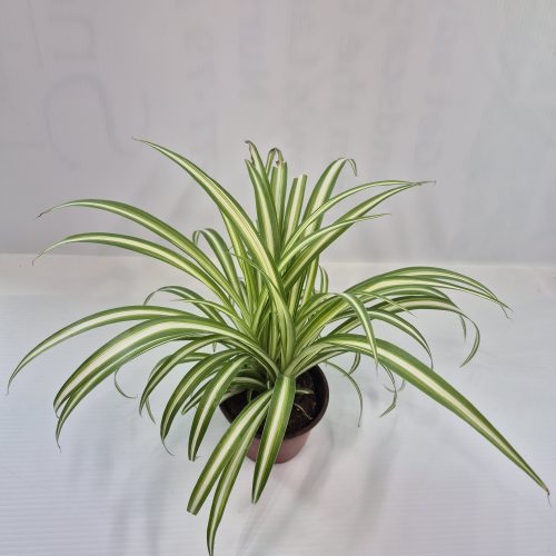 Spider Plant 4″
