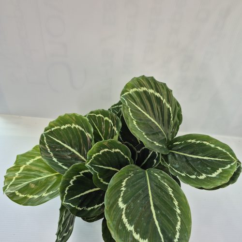 Calathea “Greenback” 6″